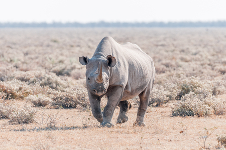 A black rhinoceros, Diceros bicornis, walking towards the camera in Northern Namibaの写真素材