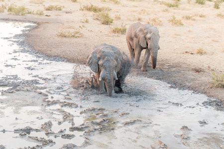 An African elephant, Loxodonta africana, stirring up mud in a waterhole for a mudbath in Northern Namibia at sunsetの写真素材