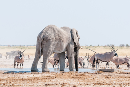 An African elephant drinking water at a waterhole in Northern Namibia. Oryx, blue wildebeest and springbok are also visibleの写真素材