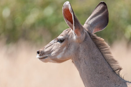Close-up of a greater kudu cow, Tragelaphus strepsiceros, in North-Western Namibiaの写真素材