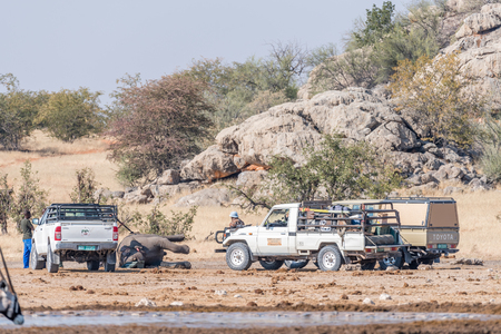 ETOSHA NATIONAL PARK, NAMIBIA - JUNE 27, 2017: Rangers investigating cause of death of an elephant at the Dolomite Waterhole in the western part of Etosha. It was determined that it died of anthraxのeditorial素材