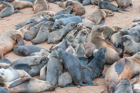 A creche of Cape Fur Seal pups, Arctocephalus pusillus, at Cape Cross on the Skeleton Coast of Namibiaの写真素材