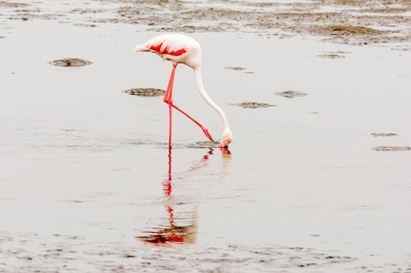 A Greater Flamingo, Phoenicopterus ruber roseus, feeding in the lagoon at Walvis Bay in the Namib Desert on the Atlantic Coast of Namibiaの写真素材