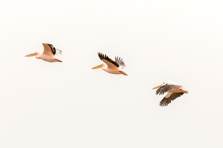 Three Great white pelicans, Pelecanus onocrotalus flying at the lagoon in Walvis Bay in the Namib Desert on the Atlantic Coast of Namibiaの写真素材