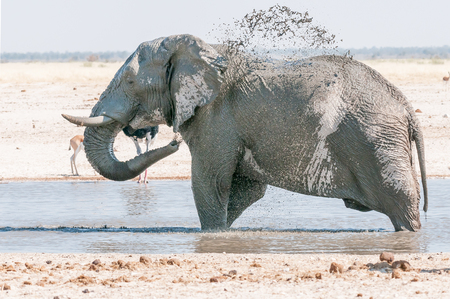 An African elephant, Loxodonta africana, taking a mud bath at a waterhole in Northern Namibiaの写真素材