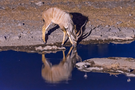 A greater kudu, Tragelaphus strepsiceros, drinking water at a waterhole in Northern Namibia during blue hour after sunset. Its reflection is visible on the waterの写真素材