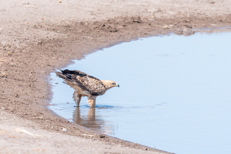A tawny eagle, Aquila rapax, in a waterhole in northern Namibiaの写真素材