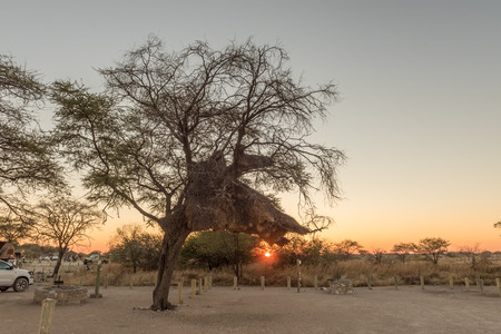 ETOSHA NATIONAL PARK, NAMIBIA - JUNE 23, 2017: Sunrise at the camping sites in the Okaukeujo Rest Camp in the Etosha National Park. A sociable weaver nest is visibleのeditorial素材