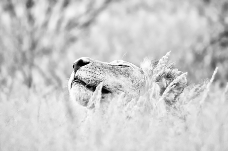 Male lion hiding in grass the Kgalagadi. Monochromeの写真素材