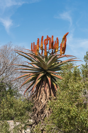 A flowering aloe at the Voortrekker Monument on Monument Hill in Pretoriaのeditorial素材