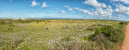 Wild flower panorama at Postberg near Langebaan on the Atlantic Ocean coast in the Western Cape Province of South Africaの写真素材