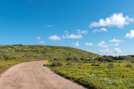 Wild flowers at Postberg near Langebaan on the Atlantic Ocean coast of the Western Cape Province. Vehicles are visibleのeditorial素材