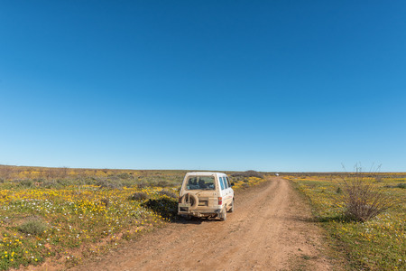 NIEUWOUDTVILLE, SOUTH AFRICA, AUGUST 28, 2018: Tourist vehicles in a field of wildflowers at Matjiesfontein near Nieuwoudtville in the Northern Cape Province of South Africaのeditorial素材
