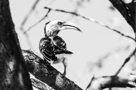 A Southern Yellow-billed Hornbill, Tockus leucomelas, on a tree branch in Northern Namibia. Monochromeの写真素材