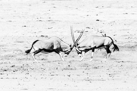 Two oryx (also called gemsbok), Oryx gazella, fighting in Northern Namibia. Monochromeの写真素材
