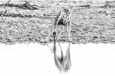 A Namibian giraffe, giraffa camelopardalis angolensis, drinking water at sunset at a waterhole in Northern Namibia. Monochromeの写真素材