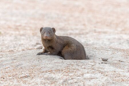 A dwarf mongoose,  Helogale parvula, emerging from its denの写真素材