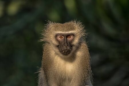 Close-up of a vervet monkey, Chlorocebus pygerythrus, looking towards the cameraの写真素材