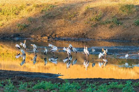 A flock of yellow-billed storks, Mycteria ibis, at sunset in Kanniedood Dam near Shingwedzi in the Limpopo Province of South Africaの写真素材