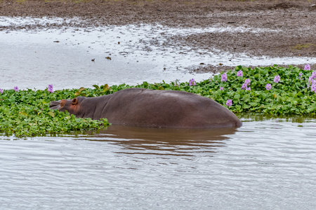 A hippopotamus sleeping between water hyacinth in the Letaba River in the Limpopo Province of South...