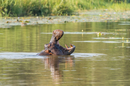 A hippopotamus, with open mouth, at Lake Panic near Skukuza in the Mpumalanga Province of South...