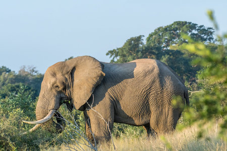 An african elephant with large tusks grazing in grassの写真素材