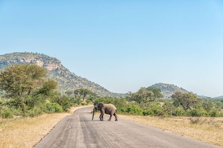 An african elephant crossing a road in the Mpumalanga Province of South Africaの写真素材