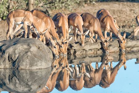 Impala ewes and young rams, Aepyceros melampus, drinking water, with their reflections visibleの写真素材