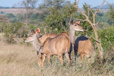 Three greater kudu cows, Tragelaphus strepsiceros. A red-billed oxpecker is visibleの写真素材