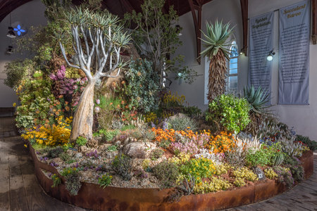 CLANWILLIAM, SOUTH AFRICA, AUGUST 28, 2018: The yearly wild flower show inside the historic first Dutch Reformed Church in Clanwilliam in the Western Cape Provinceのeditorial素材