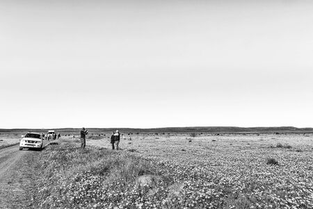 NIEUWOUDTSVILLE, SOUTH AFRICA, AUGUST 28, 2018: Tourists and vehicles in a field of wildflowers at Matjiesfontein farm in the Northern Cape Province of South Africa. Monochromeのeditorial素材