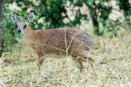 A sharpes grysbok ram, Raphicerus sharpei, between grassの写真素材