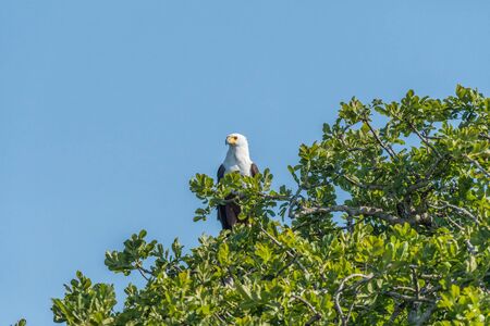 An African fish eagle, Haliaeetus vocifer, in a tree looking to the sideの写真素材