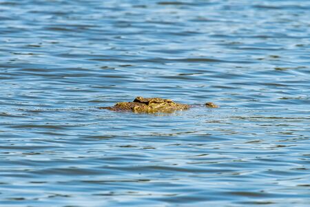A nile crocodile, Crocodylus niloticus, with only the head visible, in Sunset Dam, Mpumalangaの写真素材