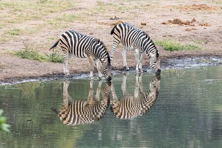 Two Burchells zebras, Equus quagga burchellii, with reflections, at a waterholeの写真素材