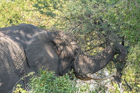 An african elephant, Loxodonta africana, browsing in a thorn treeの写真素材