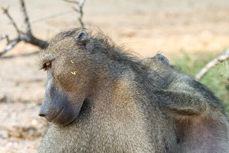 A Chacma baboon, Papio ursinus, being groomed by another baboonの写真素材