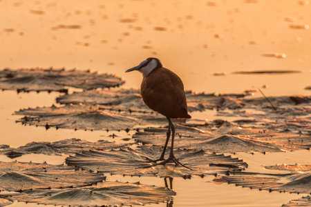 Silhouette at sunrise of an african jacana, Actophilornis africanus, on a water lily leaf at Lake Panicの写真素材