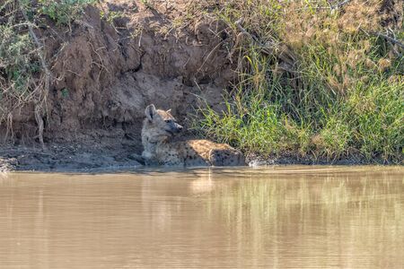 A spotted hyena, Crocuta crocuta, lying in a pondの写真素材