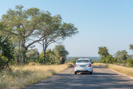 KRUGER NATIONAL PARK, SOUTH AFRICA - MAY 6, 2019: View of road H1-2 near Skukuza. A vehicle and an elephant are visibleのeditorial素材