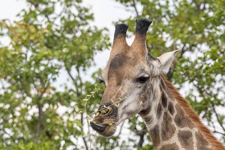 Close-up of a South African Giraffe, Giraffa camelopardalis giraffa, browsing on a tree with its tongue visibleの写真素材