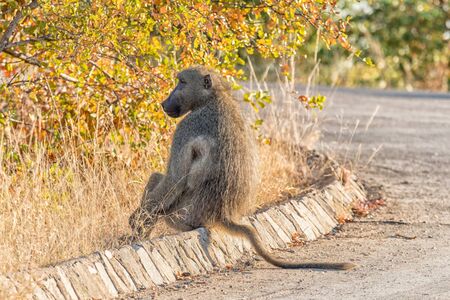 A Chacma baboon, Papio ursinus, sitting on a street curbの写真素材
