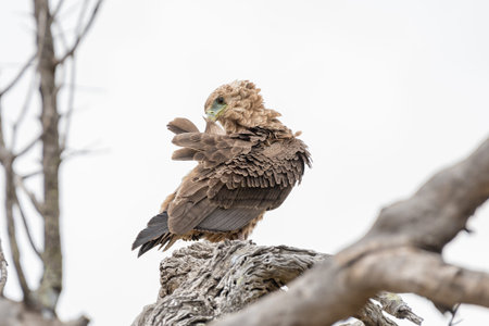A juvenile bateleur, Terathopius ecaudatus, on a dead tree preening its feathers