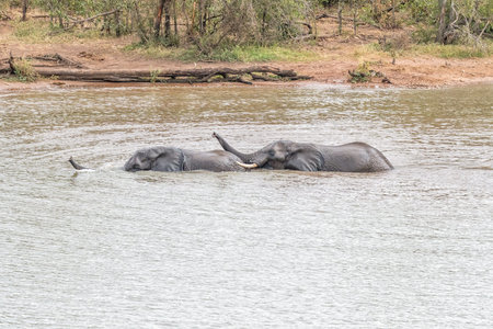 Two african elephants, Loxodonta africana, playing in the Pioneer Dam at Mopaniの写真素材