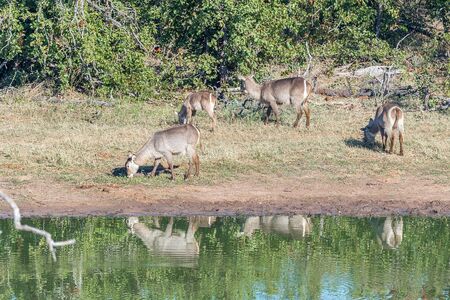 Waterbuck cows and calves grazing next to the Pioneer dam. Reflections are visibleの写真素材