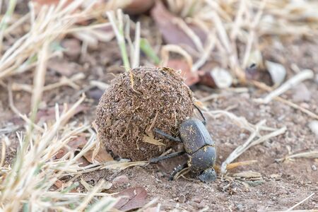 An upside down dung beetle rolling a ball of dungの写真素材