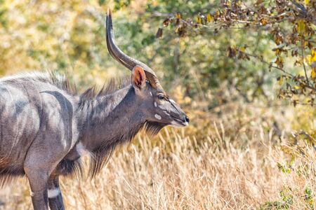 Close-up of an adult Nyala bull, Tragelaphus angasiiの写真素材