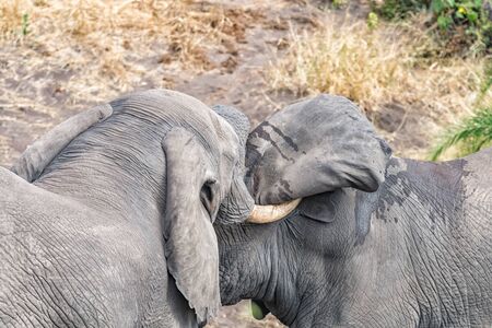 Two african elephants, Loxodonta africana, testing their strength in a tussleの写真素材