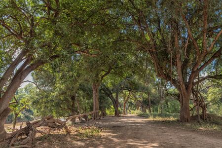 The shady landscape on road S63 next to the Levuvhu Riverの写真素材