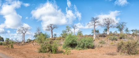 Panoramic view of a hill with several baobab trees, Adansonia digidata